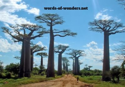 words wonders avenida baobabs